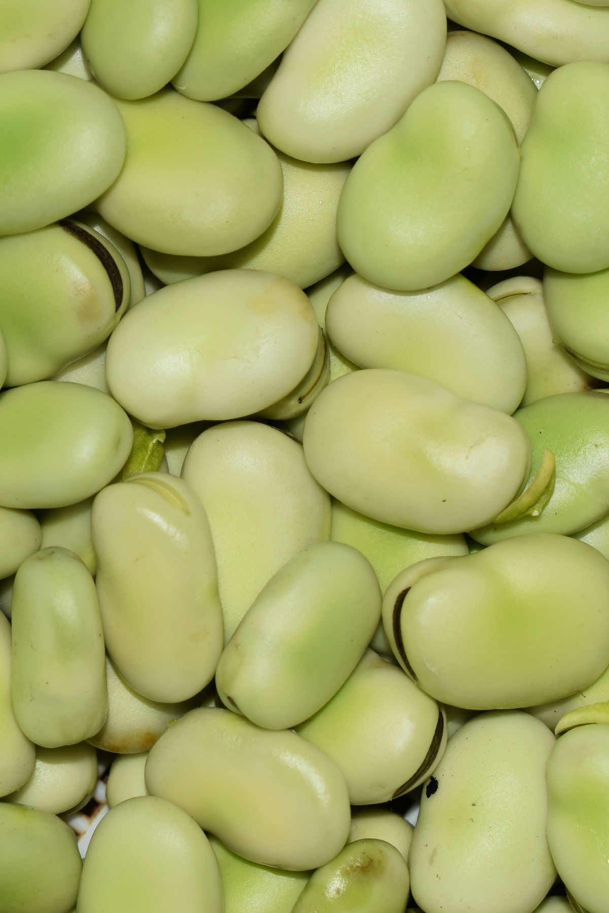 Fava or broad beans close up image.