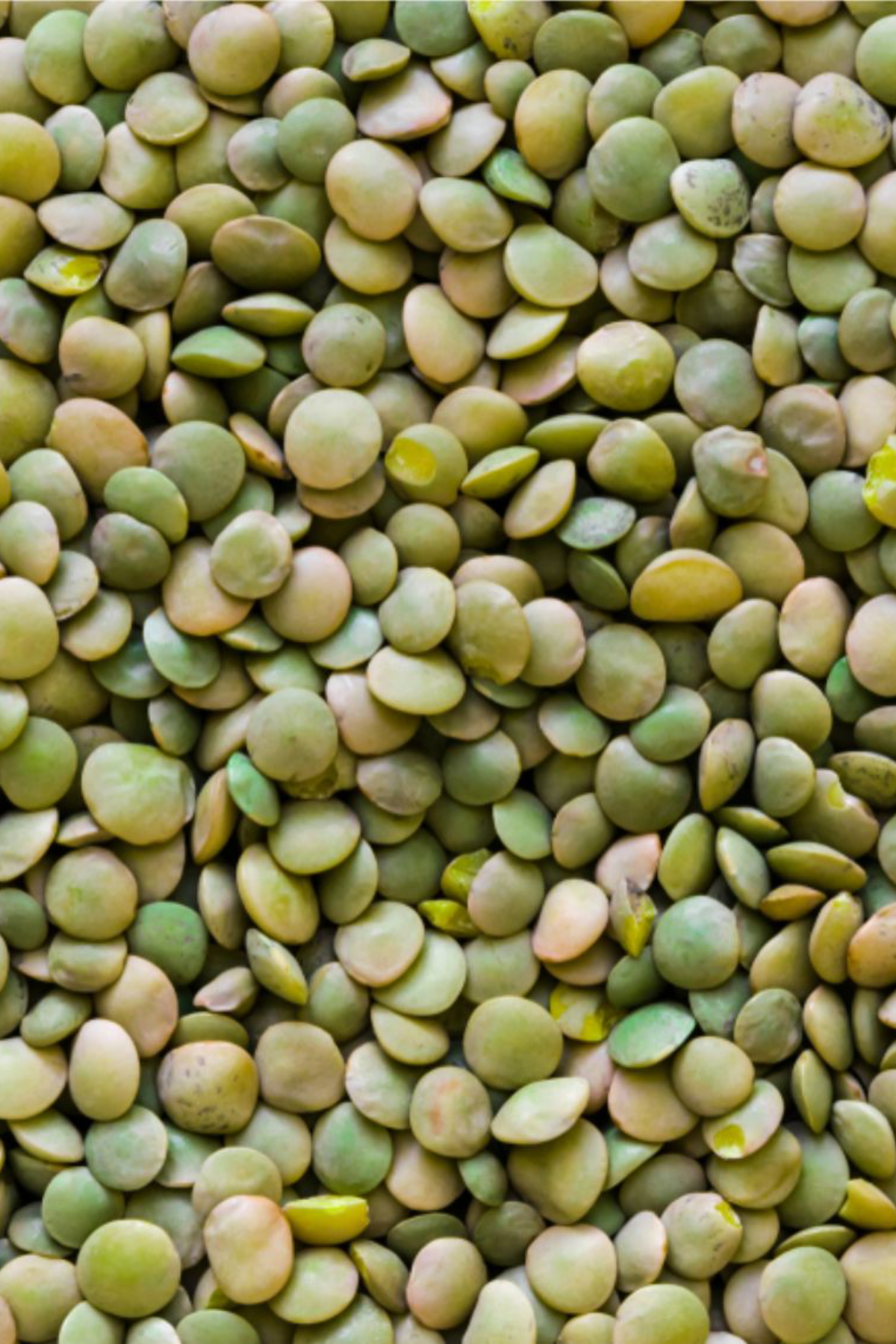 Green lentils close up.