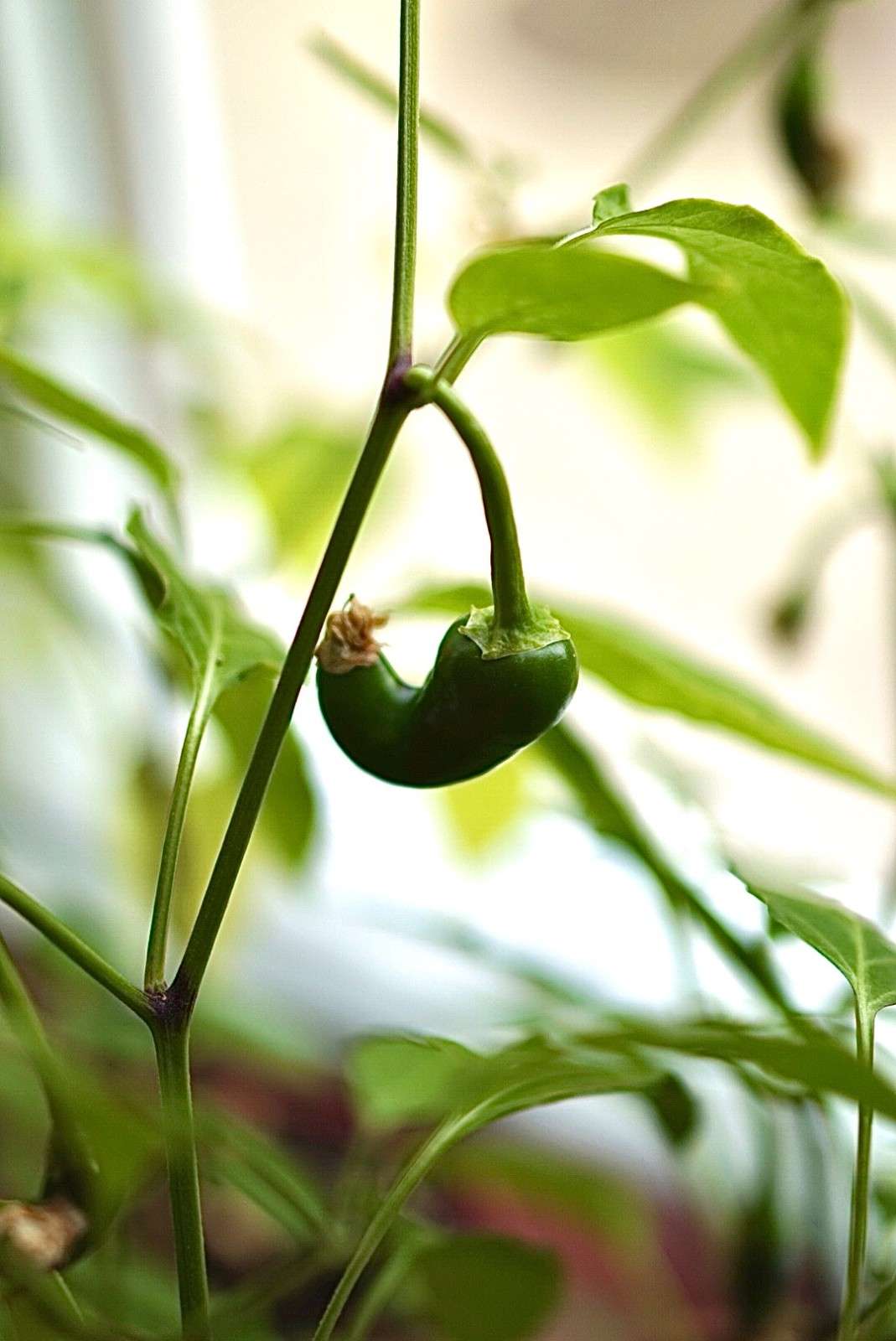 A fresh jalapeño pepper growing on the vine, the key ingredient for the pickled jalapeños that add tang and heat to a baked potato bar.