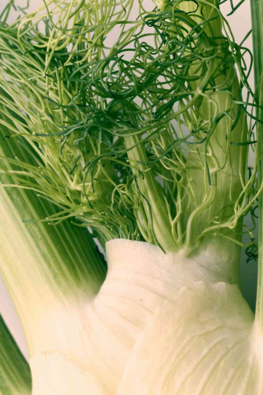 Close-up of fennel fronds and bulb, showing the feathery green leaves that serve as a visual and flavorful substitute for fresh dill