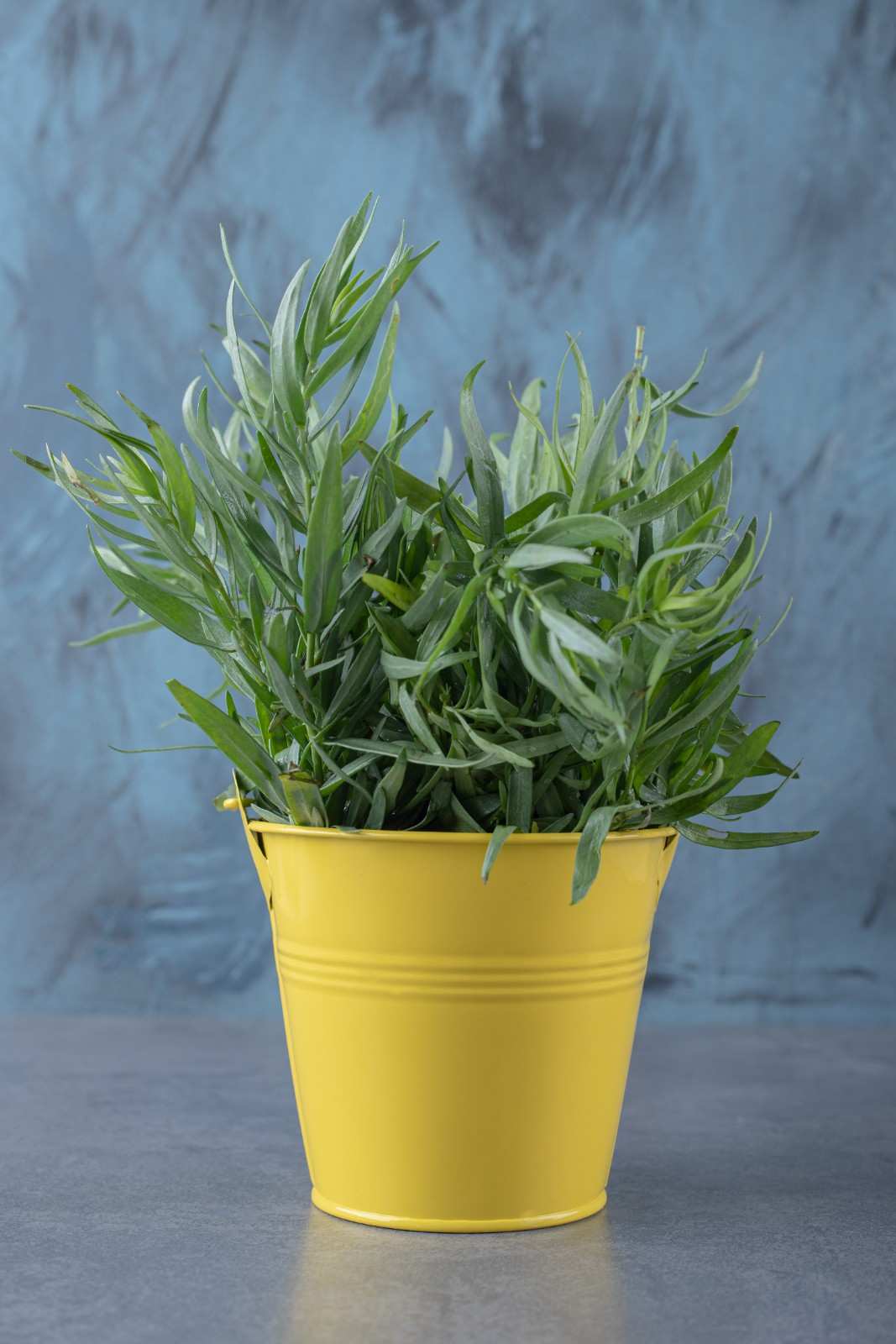 Fresh green tarragon in a decorative yellow pot, shown as a flavorful herb substitute for dill in recipes.