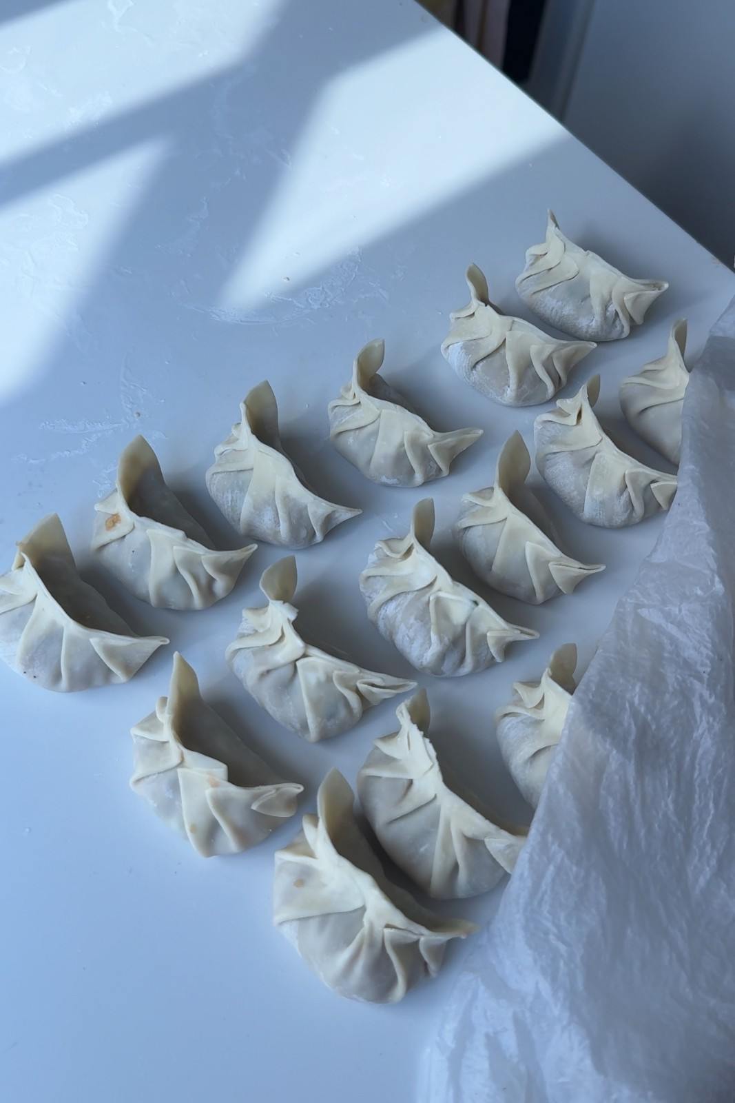 Rows of folded, uncooked potstickers on a white countertop, partly covered to stop the wrappers drying out.